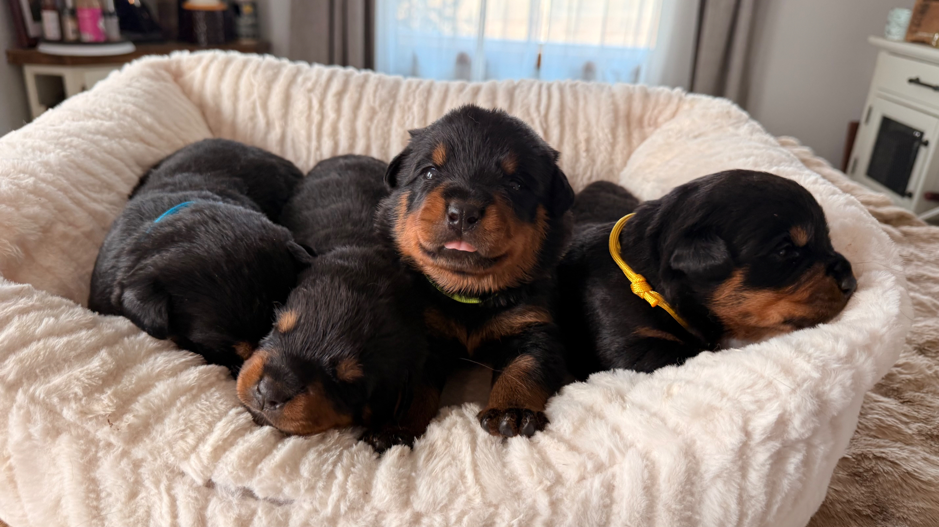 A litter of Assisi Kennels Rottweiler puppies resting together on a soft blanket