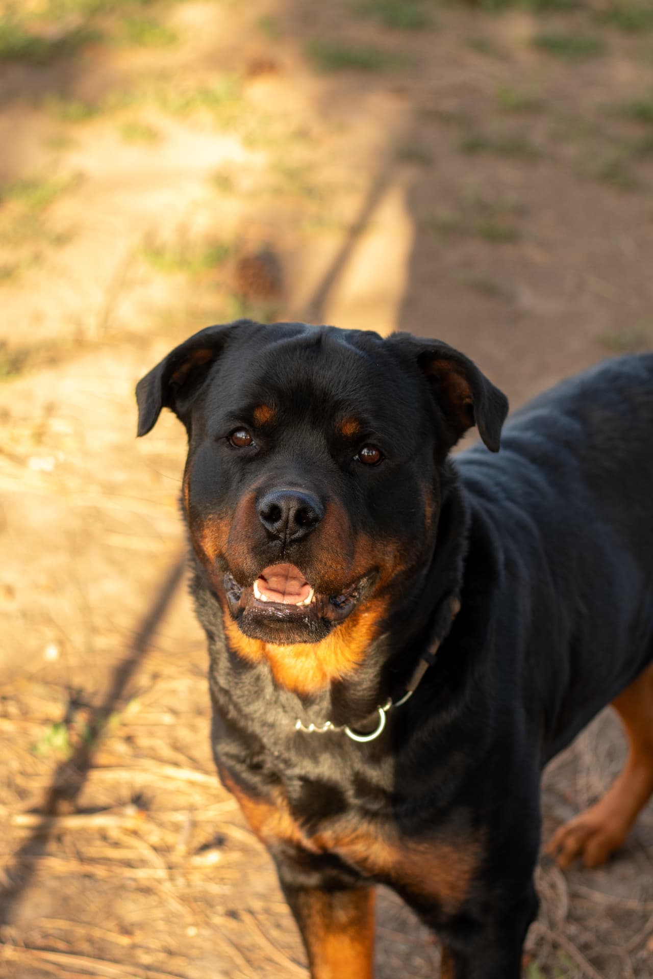 Denali, female Rottweiler at Assisi Kennels