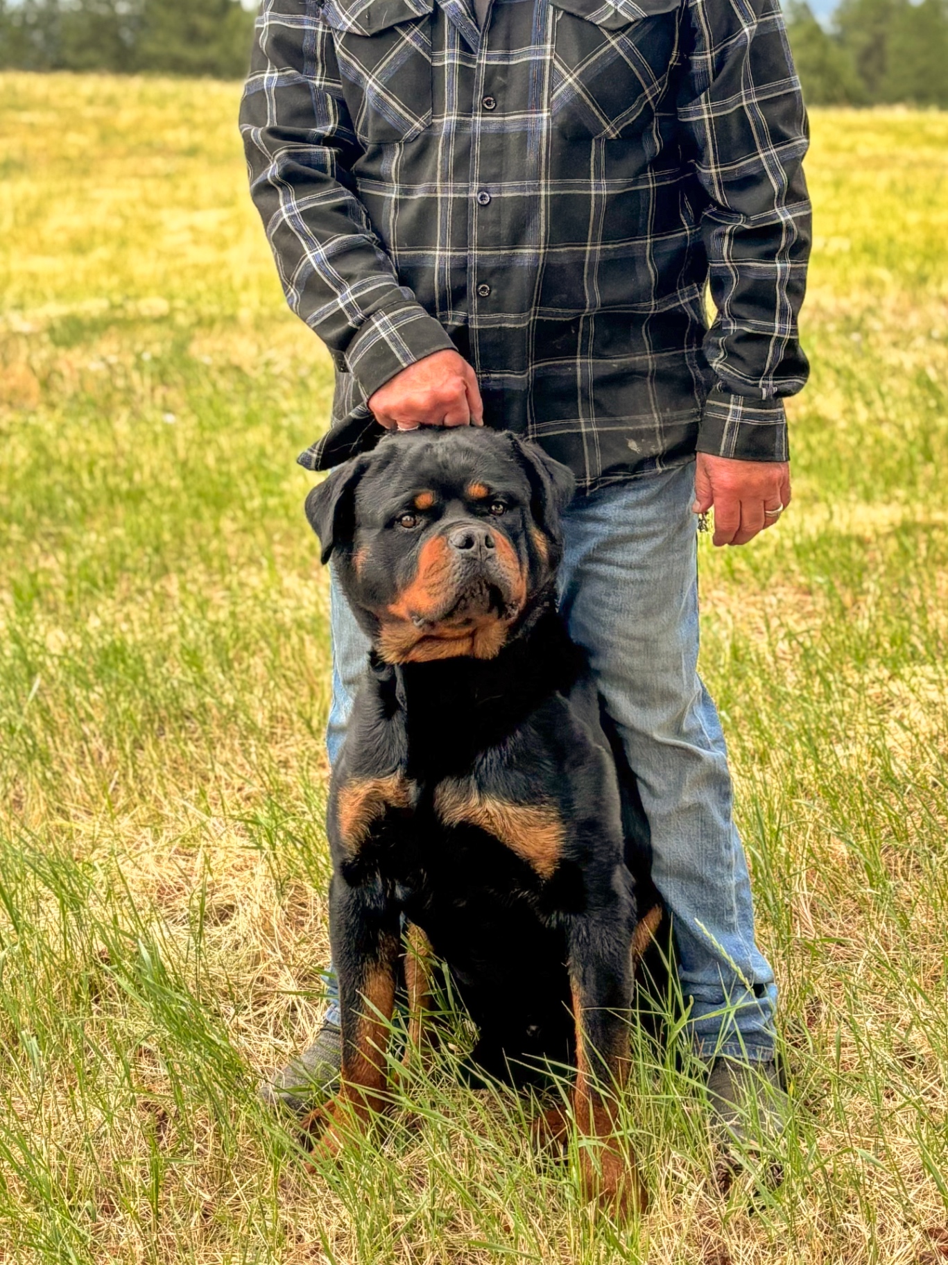 Gideon, male Rottweiler at Assisi Kennels